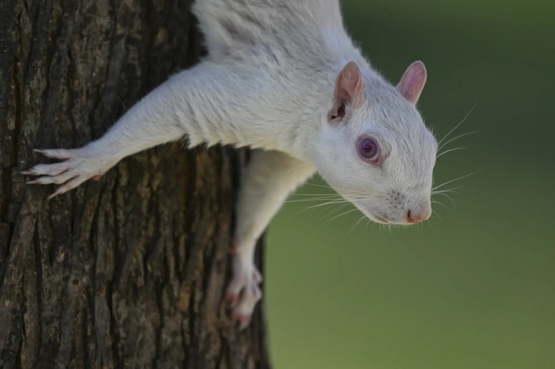 Albino Squirrel at the national mall in Washington DC, US